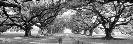 tree tunnel